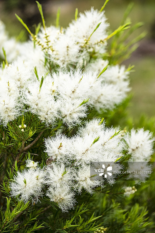 开花的白千层树图片素材