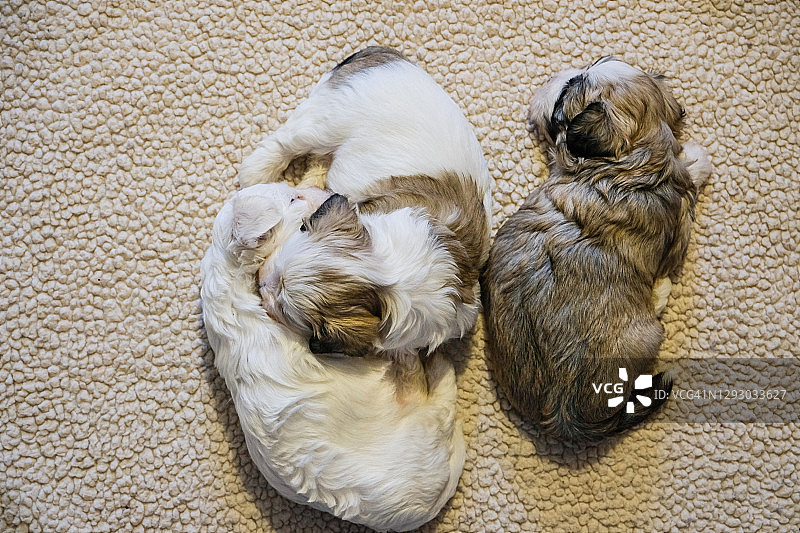 三只4周大的比熊哈瓦那犬幼犬在睡觉图片素材