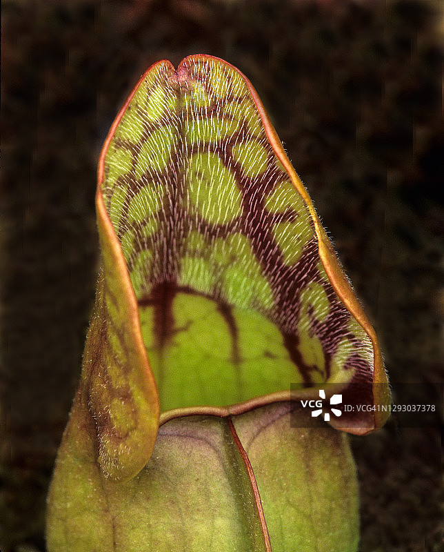 紫瓶子草：一种利用变异叶片诱捕昆虫的食虫植物图片素材