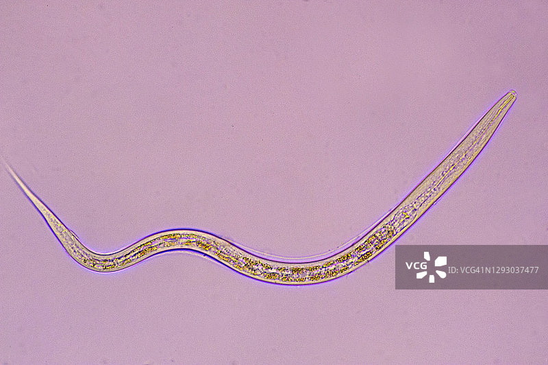 线虫或蛔虫—土壤线虫，自由生活，100倍图片素材