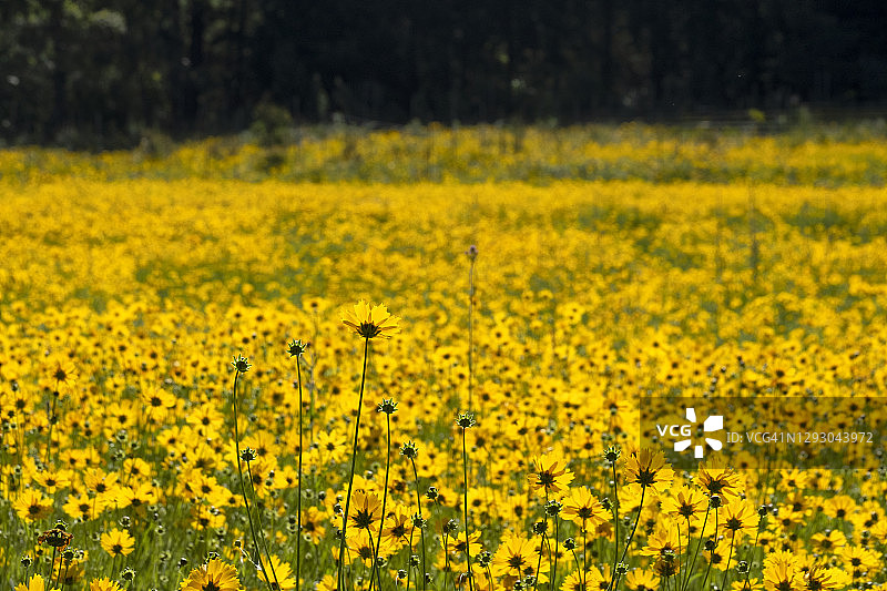 金鸡菊田野图片素材