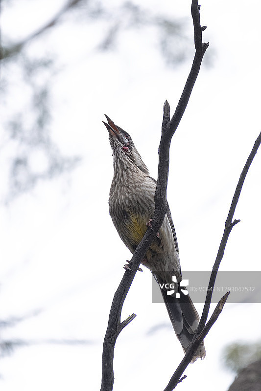 红垂蜜鸟鸣叫图片素材