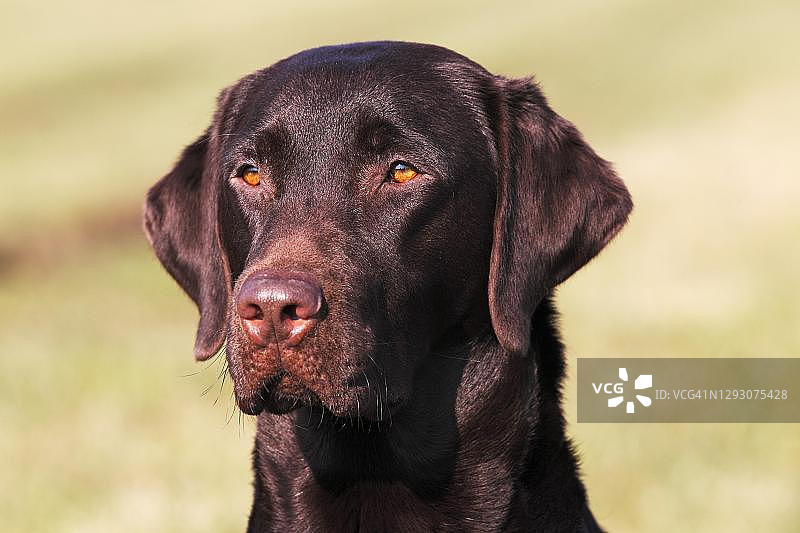 棕色拉布拉多寻回犬，雄性，动物画像，犬种，石勒苏益格-荷尔斯泰因，德国图片素材