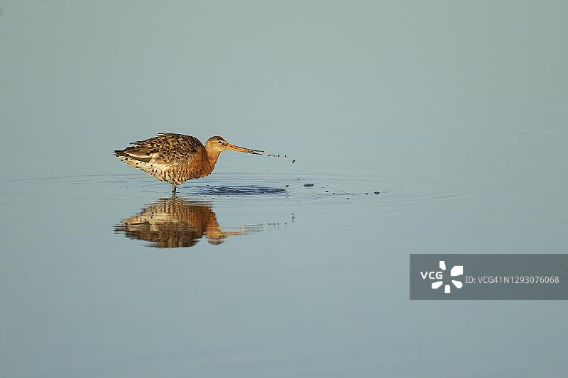 黑尾塍鹬在浅水泻湖中觅食，英国诺福克图片素材