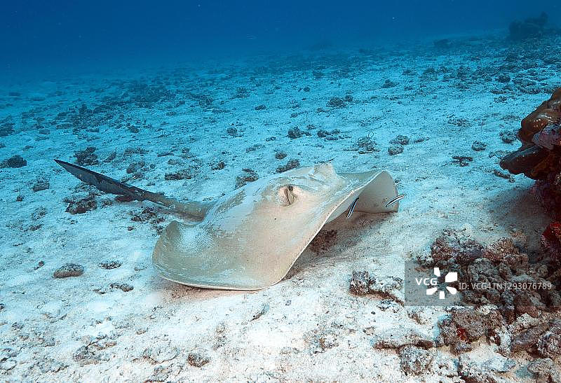 印度洋马尔代夫燕尾魟图片素材