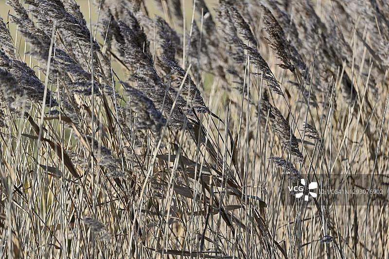 带有果实的普通芦苇图片素材