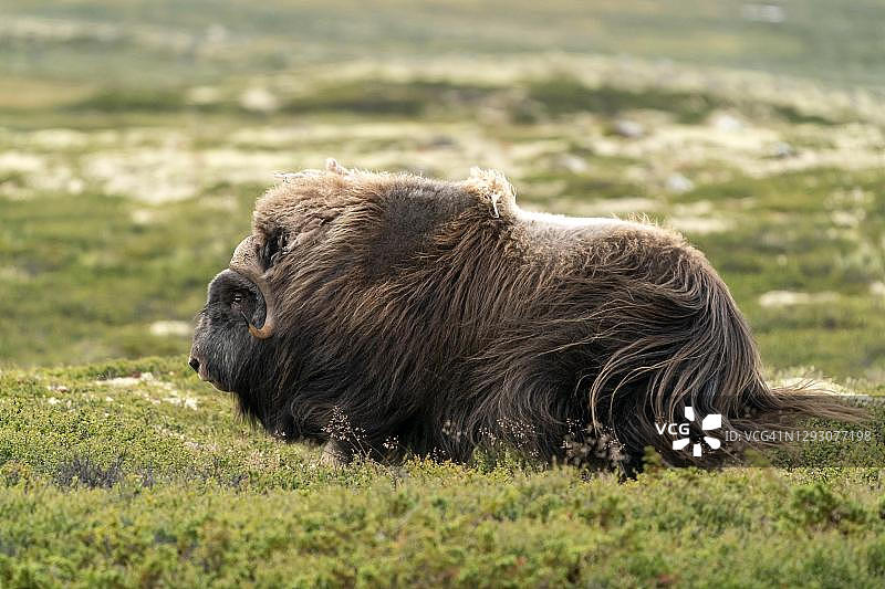 苔原中的麝牛（Ovibos moschatus），多夫勒山国家公园，挪威图片素材