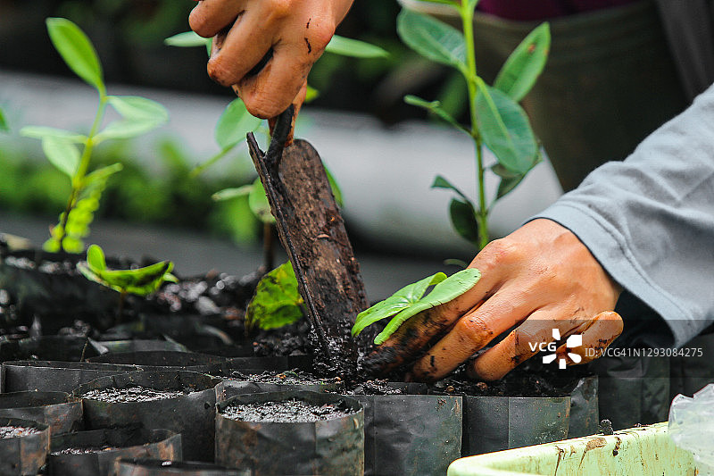 植物苗圃图片素材