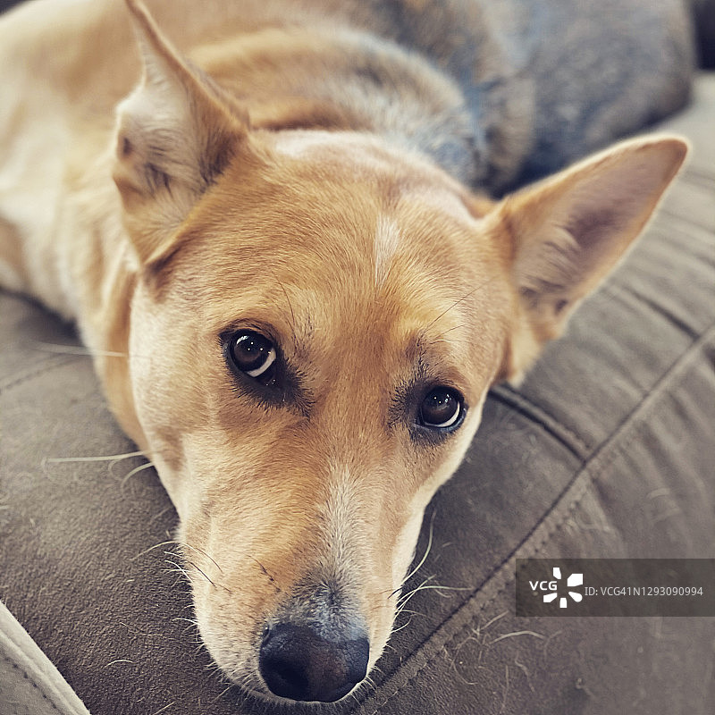 昏昏欲睡的小狗图片素材