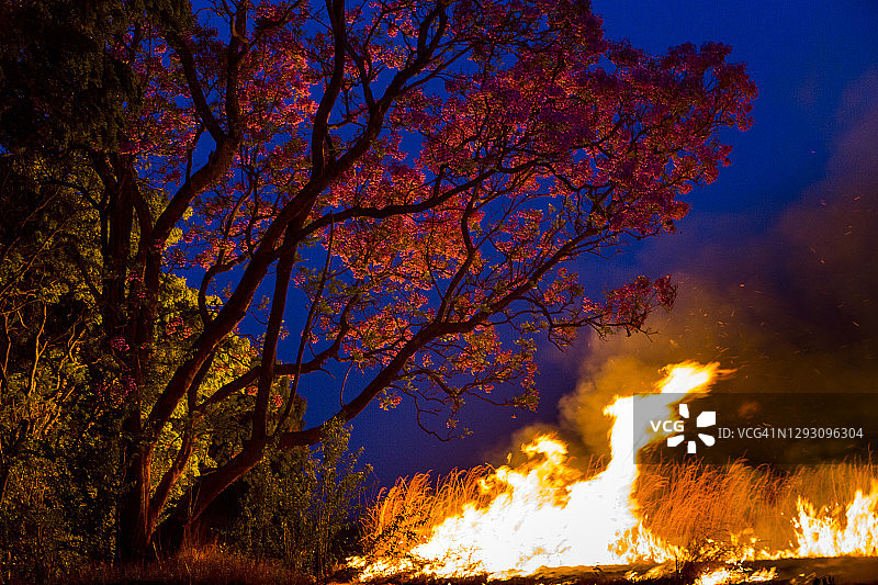 津巴布韦哈拉雷非洲丛林火灾图片素材