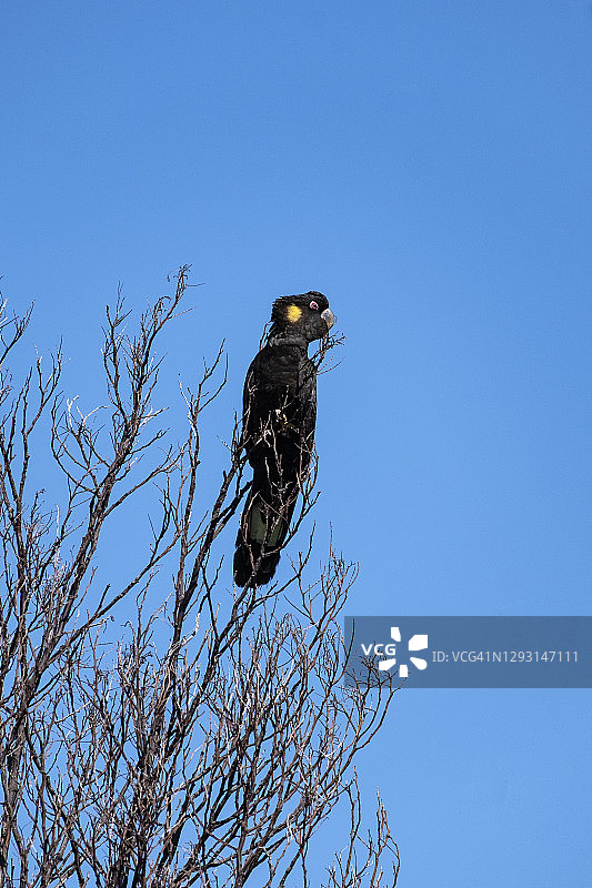 栖息在树上的黄尾黑凤头鹦鹉图片素材