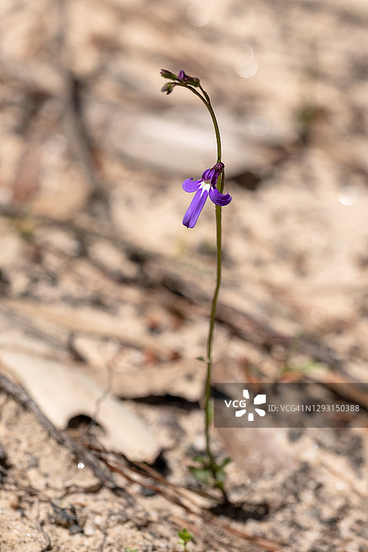 单朵齿裂山梗菜花图片素材
