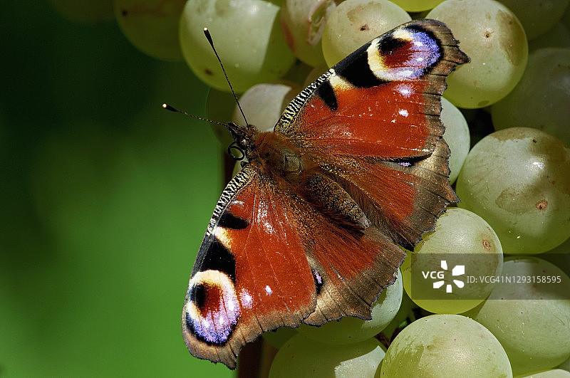白葡萄上的孔雀蝴蝶图片素材