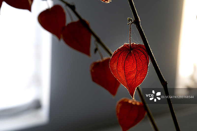 Sandersonia鳞茎特写图片素材