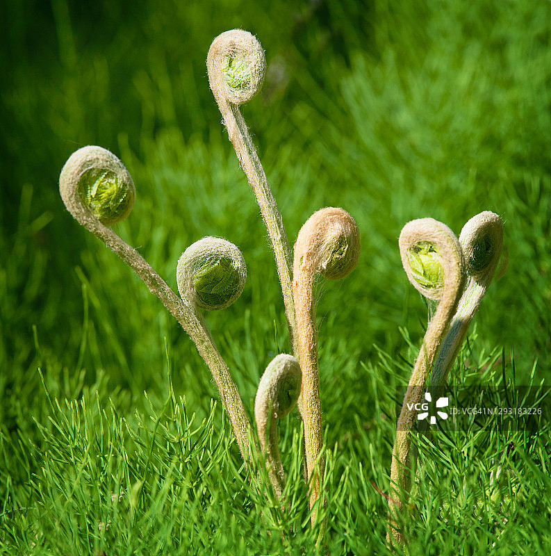 在长岛巴比伦春天里美丽的绿色茂盛的蕨类植物图片素材