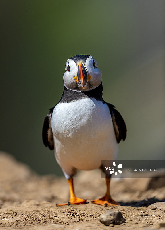 面对镜头的海鹦(fratercula)，斯库莫岛，彭布罗克郡图片素材