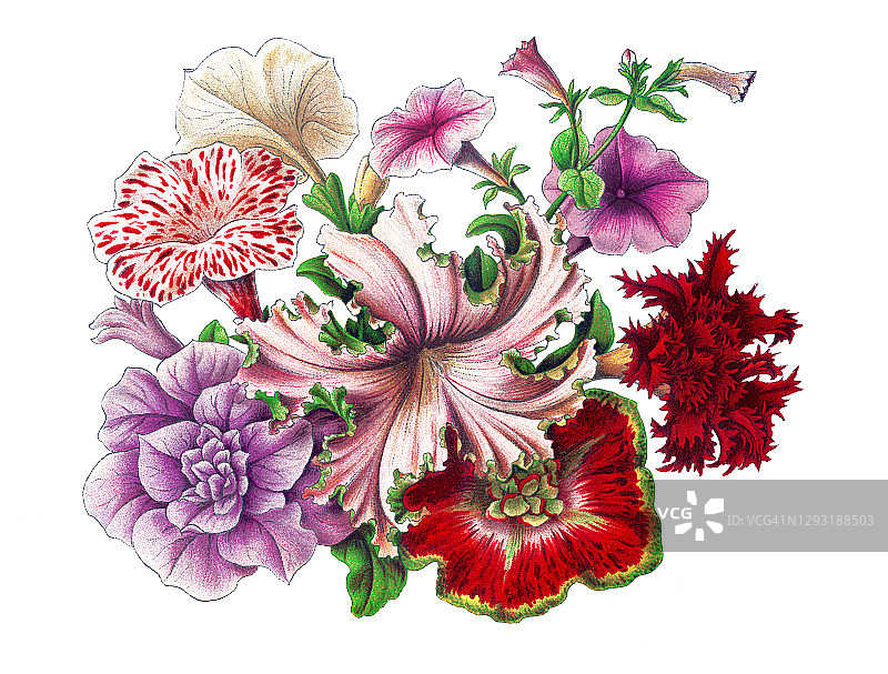 植物学古老雕刻插图：白色矮牵牛图片素材