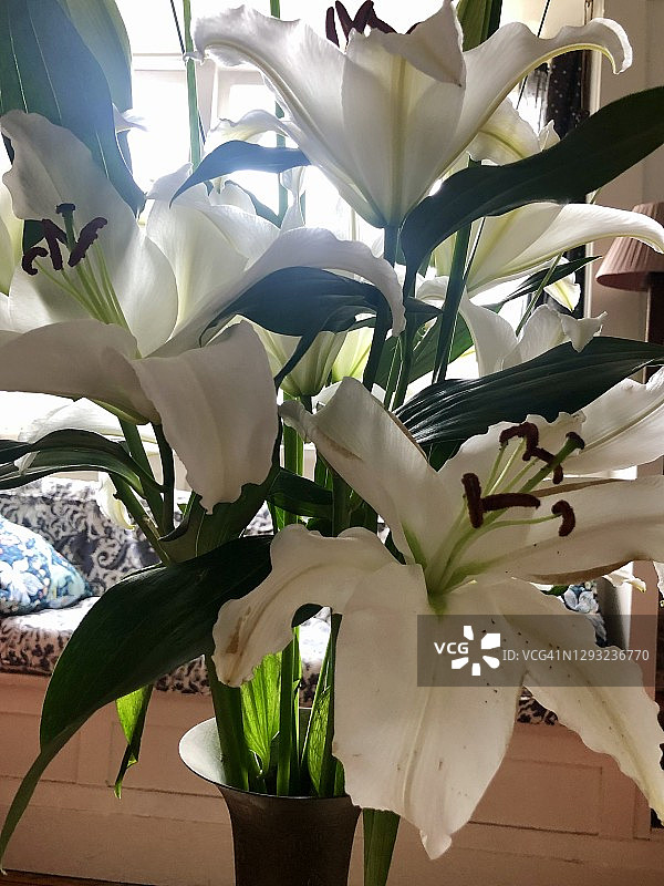 白色东方百合花图片素材