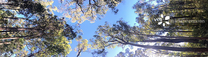 珀斯山区西澳大利亚的森林树冠图片素材