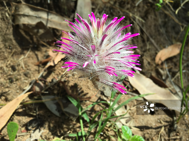 美丽的粉红色野生花澳洲扫帚花特写图片素材