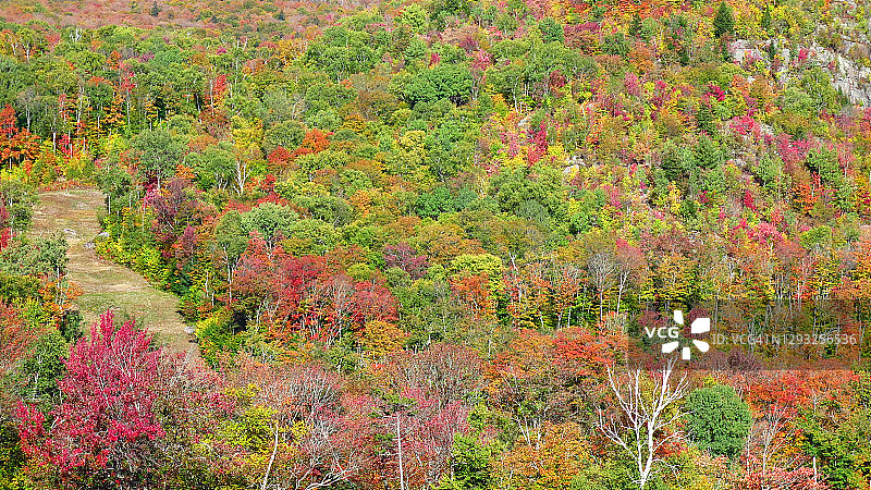 魁北克劳伦琴山脉森林中的秋色枫树图片素材