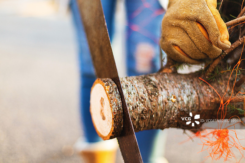 中年妇女砍圣诞树干照片系列图片素材