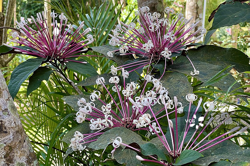 鹊肾树花 - 花卉背景图片素材