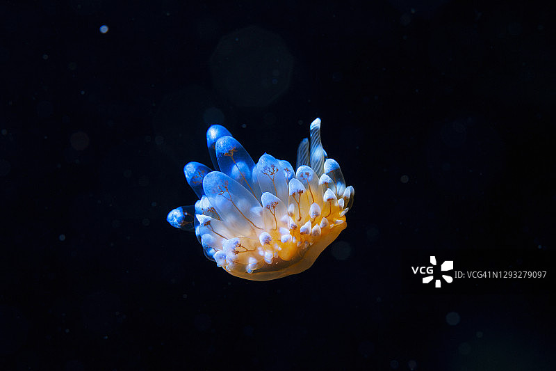海底生物海蛞蝓水下美景潜水员视角图片素材