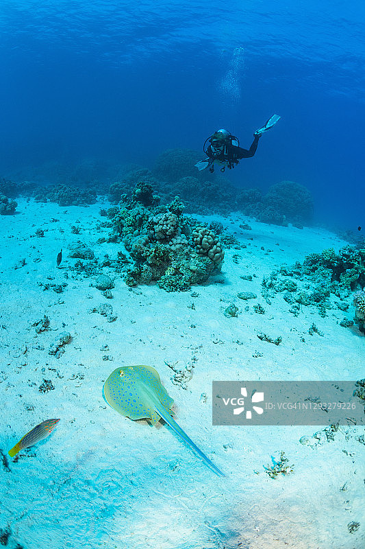 蓝点黄貂鱼、水下海洋生物、珊瑚礁、水下照片图片素材