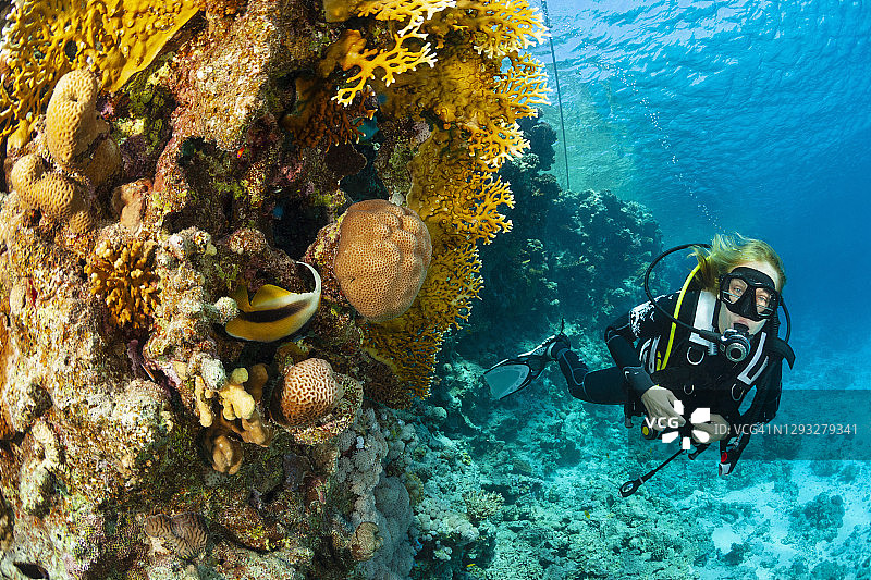 红海旗鱼，水下生物，珊瑚礁，水下摄影，潜水员视角。背景中是正在潜水的女性。图片素材