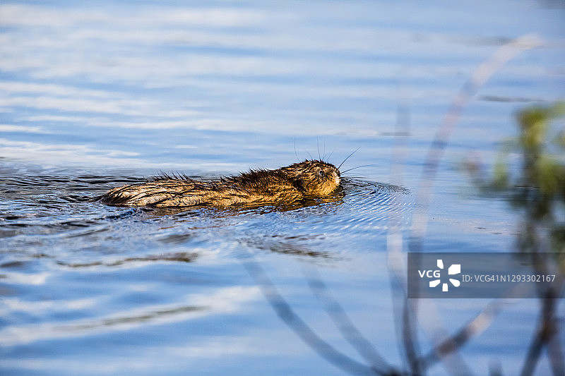 阿奇湿地自然保护区的麝鼠图片素材