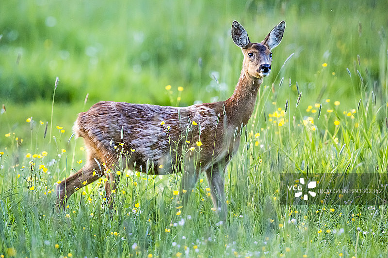 哈尔希斯沼泽自然保护区的狍图片素材