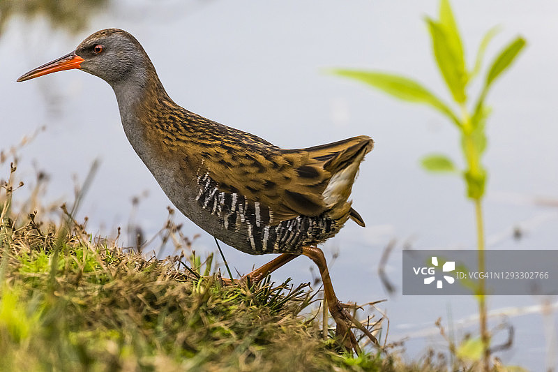 卡尔姆豪特的水鸟图片素材