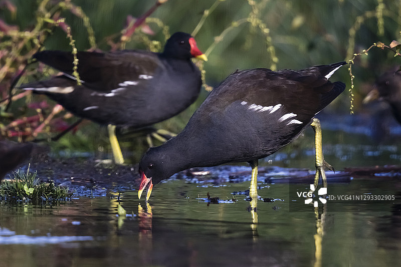 卡尔姆特地区的黑水鸡图片素材