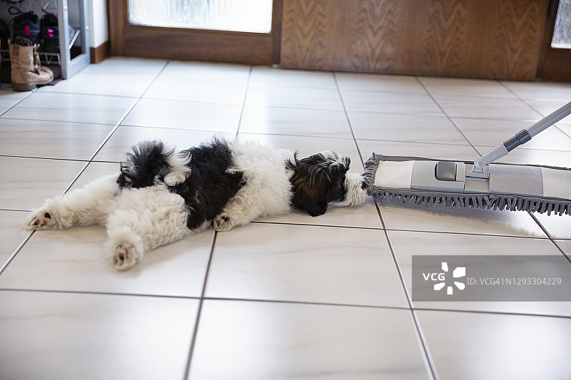 小狗抓住正在清扫瓷砖地板的拖把图片素材