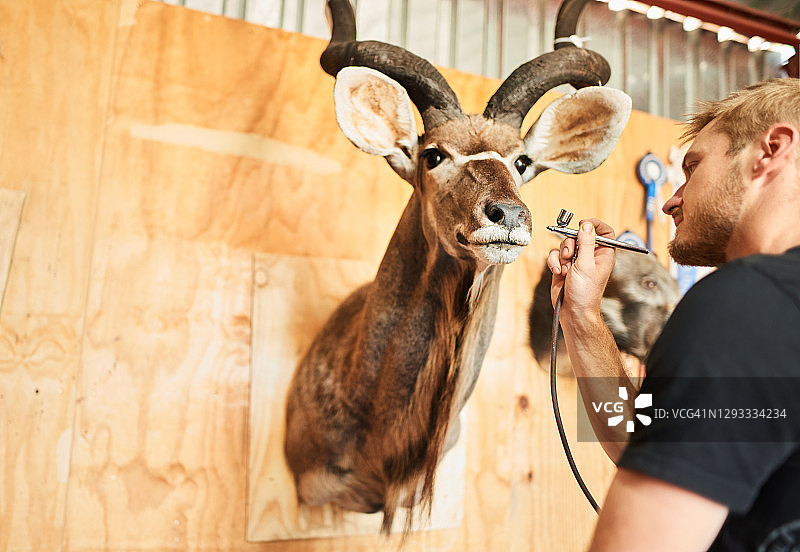 动物标本剥制师工作室中用喷枪为雄鹿头部标本上色图片素材