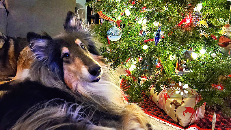 年长的粗毛牧羊犬躺在圣诞树旁图片素材