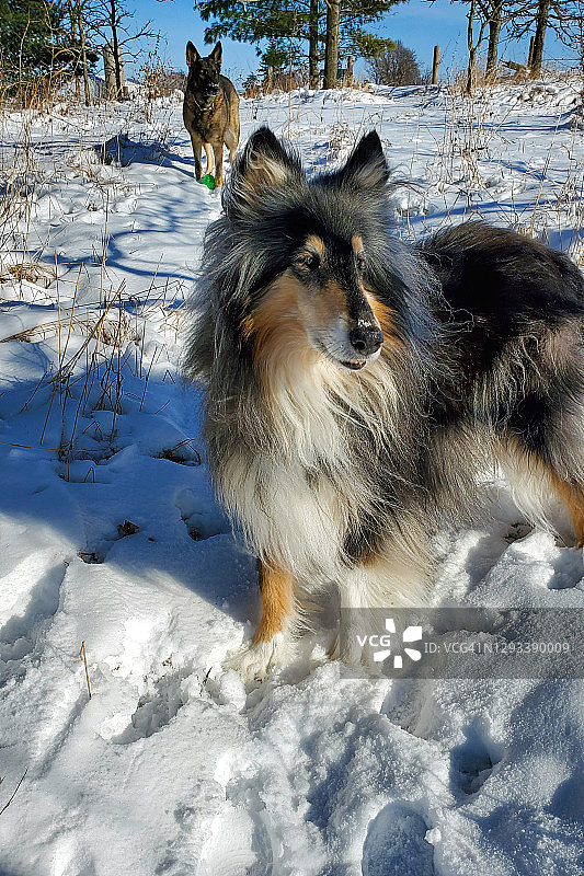 享受雪景的年长的粗毛牧羊犬图片素材
