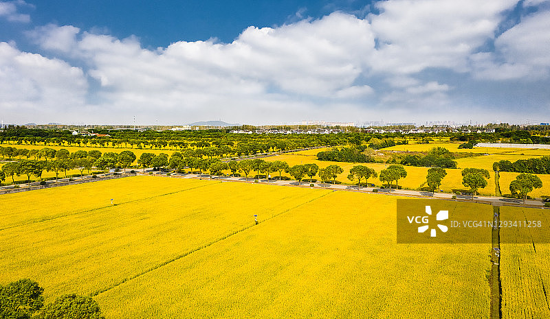 中国江苏省江阴市：乡村田野里成熟的水稻图片素材