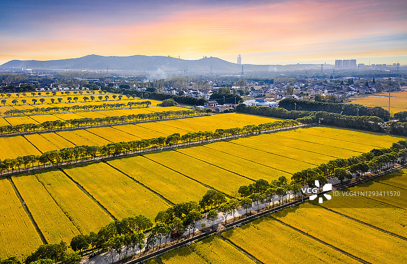 秋季：中国江苏省江阴市的大片稻田和成熟水稻图片素材