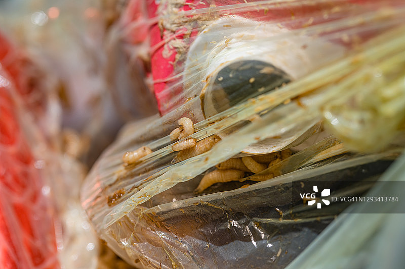 垃圾中的苍蝇幼虫图片素材