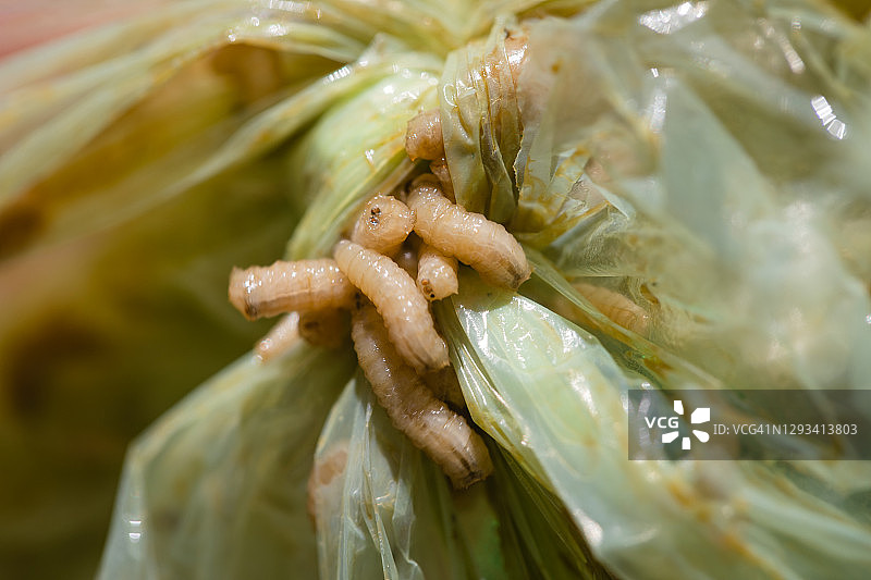 垃圾中的苍蝇幼虫图片素材