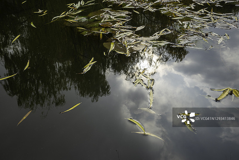 湖面上的柳叶图片素材