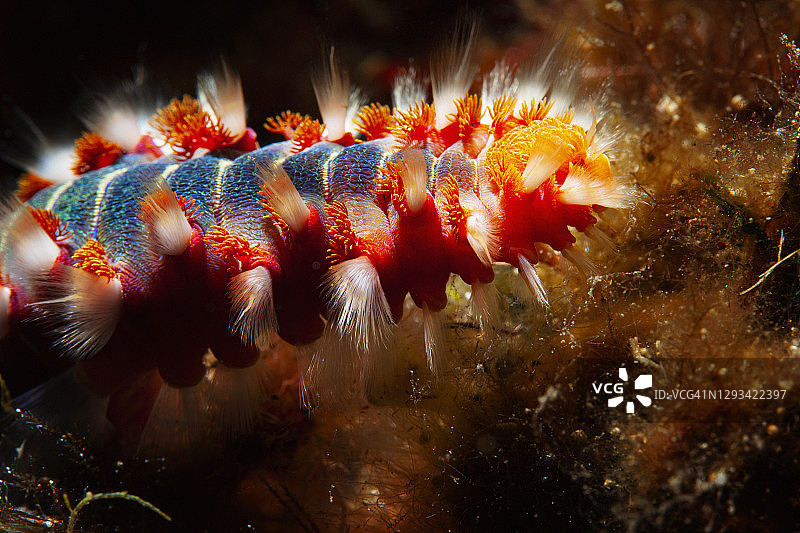 水下海虫与潜水员图片素材