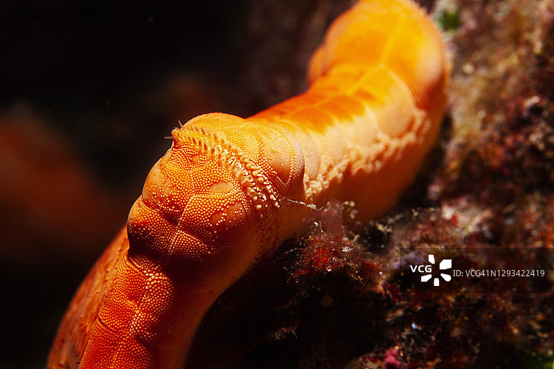 水下海洋生物：海星，水肺潜水员视角图片素材