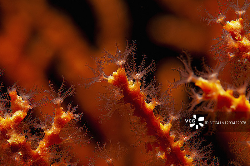 潜水员视角下的橙色柳珊瑚图片素材