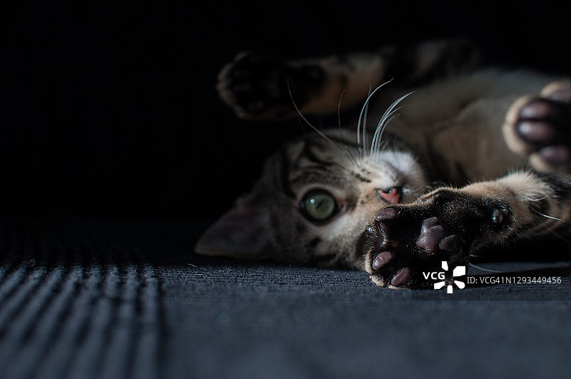 顽皮的小猫图片素材