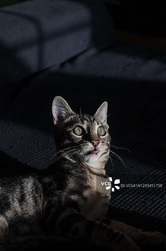 有趣的猫咪小狗图片素材