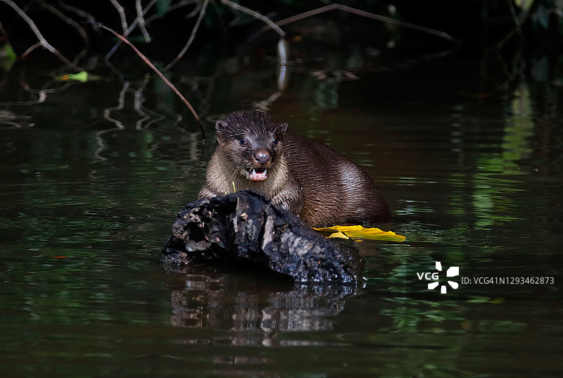 泰国滑毛水獭图片素材