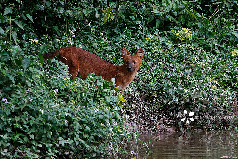 森林深处的豺或亚洲野犬图片素材
